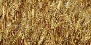 面包和农业的概念。小麦在田间摇摆。琥珀波小麦在风中吹近