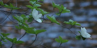 山茱萸树盛开沿默塞德河，约塞米蒂山谷