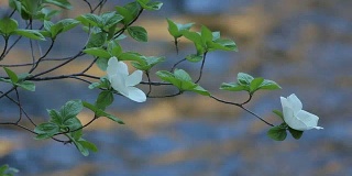 山茱萸树盛开沿默塞德河，约塞米蒂山谷