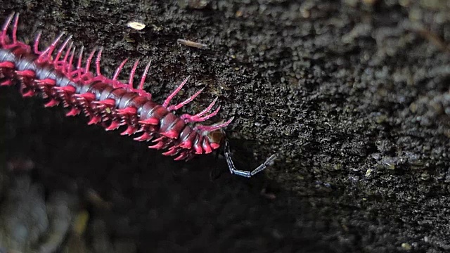 热带雨林中令人震惊的粉红色千足虫。