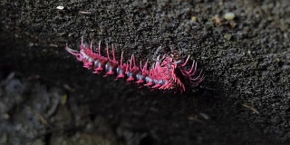 热带雨林中令人震惊的粉红色千足虫。