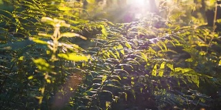 多莉拍摄到了风景如画的森林深处，有蕨类植物和阳光穿透