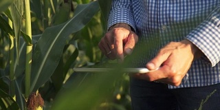 一位农民在玉米地里使用平板电脑。慢动作