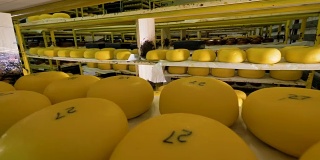 很多奶酪被储存在奶酪工厂里。