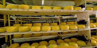奶酪工厂储存着大量的奶酪。