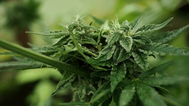 大麻(大麻)花蕾-大麻盛开的花在HD