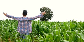 农民在玉米地里张开成功的双臂
