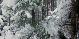 雪景中的绿色云杉
