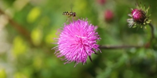 在高山草甸中，黄蜂从乳蓟花上采集花蜜。