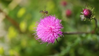 在高山草甸中，黄蜂从乳蓟花上采集花蜜。视频素材模板下载
