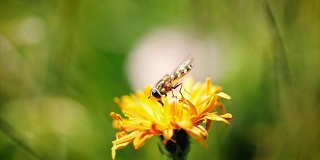 黄蜂采集花蜜的慢动作。
