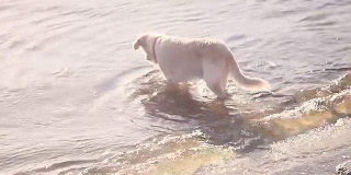 狗跳进了水里