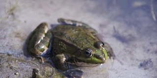绿色的青蛙坐在河边。慢动作