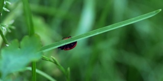 七星瓢虫在一片草叶上行走的红色瓢虫(七星瓢虫)