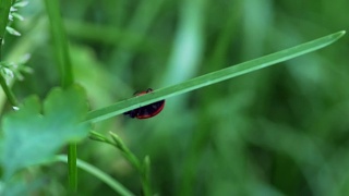 七星瓢虫在一片草叶上行走的红色瓢虫(七星瓢虫)视频素材模板下载
