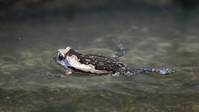 牛蛙在水中慢动作游泳