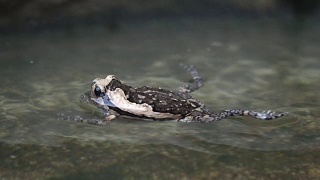 牛蛙在水中慢动作游泳视频素材模板下载