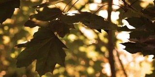 日本枫树的叶子在琥珀色的阳光下飘动