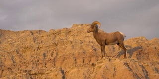 野生动物高沙漠大角羊雄性公羊高脊