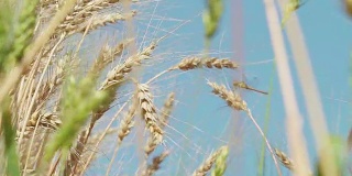 面包和农业的概念。蜻蜓坐在谷穗上。琥珀色的麦粒在风中飘扬。低anlgle视图