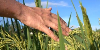 近距离观察:一个女人的手穿过美丽的稻田