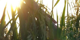 慢镜头:日落时分，人的手穿过稻田里的稻田