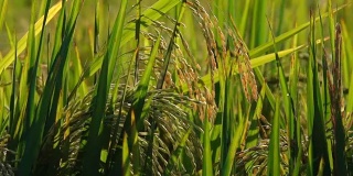 特写:美丽的成熟的水稻穗在美丽的稻田细节
