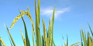 近距离观察:在晴朗的秋日，美丽的成熟水稻作物映衬着湛蓝的天空