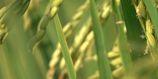 MACRO, DOF:在郁郁葱葱的水稻植株上的剥壳水稻种子和成熟作物的细节