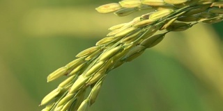 在茂盛的绿色水稻植株上的成熟作物上干燥的稻壳种子的MACRO DOF细节