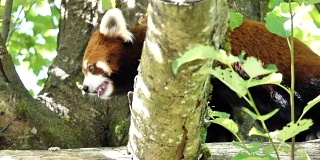 小熊猫的动作是在树上走