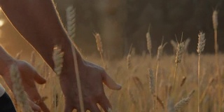 男人的手触摸着秋天的麦田里的小麦