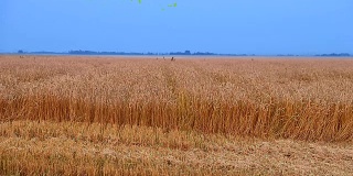 麦田田园风光。小麦收获金黄色小穗秸秆。蓝色的天空，黄色，金色的稻草田地平线的观点。秋夏天乡村山水田园风光。田园风光，小麦良种。