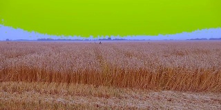 农田里生长着准备收获的黄色谷物。金色的麦田和蓝天的背景。金黄色的大麦田，草地和特写种子与大蓝色的夏季天空背景。