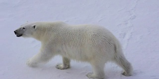 在北极行走的北极熊。