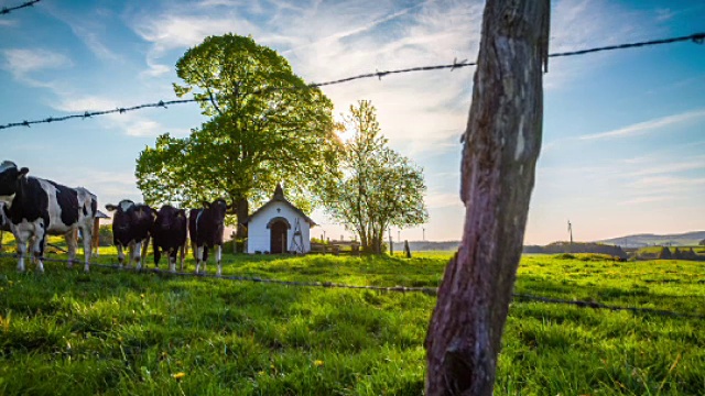 鹤:在德国有奶牛的田园风光- 4K自然/野生动物/天气