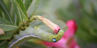 蛾幼虫或毛虫吃假杜鹃花