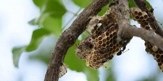 自然界中巢上的膜翅目昆虫