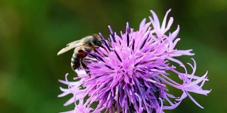 蜜蜂在蓟花上采集花蜜