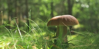 阳光森林里的野生蘑菇