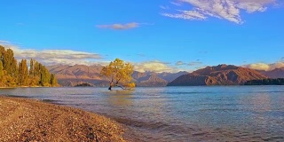 新西兰瓦纳卡湖日出时的瓦纳卡树