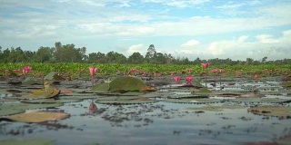 低角度的水面视图:粉红色的荷花在泰勒斯诺伊湿地