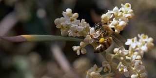 蜜蜂花Dof慢动作