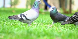 绿草地上的鸽子慢镜头