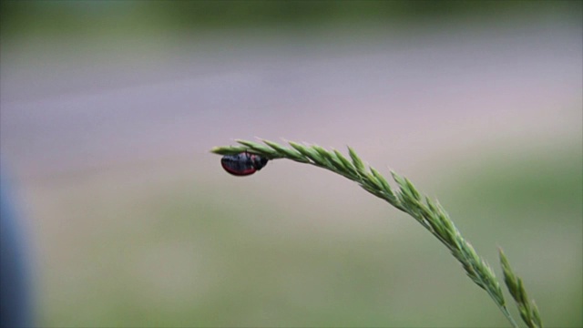 瓢虫在植物上爬行