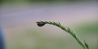 瓢虫在植物上爬行