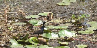 青铜翼的豺，湿地的一种候鸟