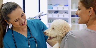 白种妇女带狗到兽医办公室进行健康检查