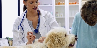 自信的兽医在检查期间给狗注射疫苗