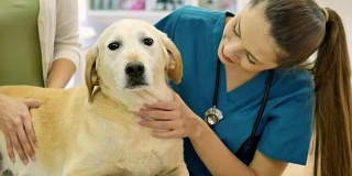 细心的女兽医检查成熟的狗